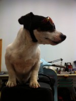 Jack Russel Jack Russel